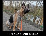 Собака офигевака